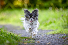 EinSchwanzVollerAbenteuer_MarioStecher