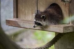 008_Wildpark_Feldkirch_2024_LK1800