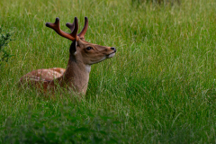 Wildpark-Feldk_GerhardS_2020-10