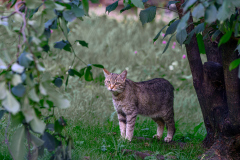 Wildpark-Feldk_GerhardS_2020-6