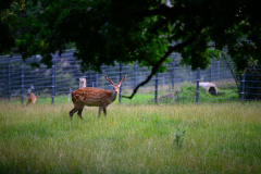 Wildpark-Feldk_GerhardS_2020-7