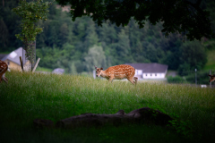 Wildpark-Feldk_GerhardS_2020-8