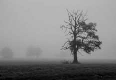 Manfred_Gasser_der-alte-Baum