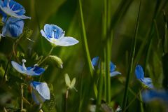 Roland_Geuze_blaue-Wiesenblumen