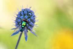 Schmeißfliege auf Edeldistel