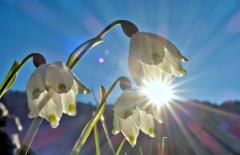 Frühlingsknotenblumen