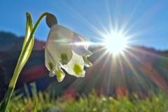 sonnige Frühlingsknotenblume