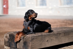 Fotoshooting_Hunde_Inatura-25