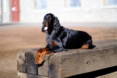 Fotoshooting_Hunde_Inatura-26