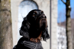 Fotoshooting_Hunde_Inatura-28