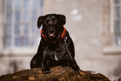 Fotoshooting_Hunde_Inatura-32