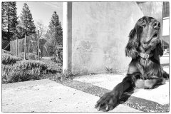 Fotoshooting_Hunde_Inatura-46