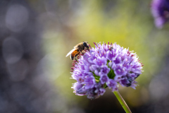 035_FarbenDesFruehlings_KlemensSohler