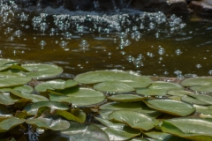 Hermine mit Wasserfall