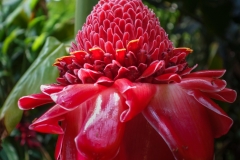 Rote Bananenblüte Hawaii